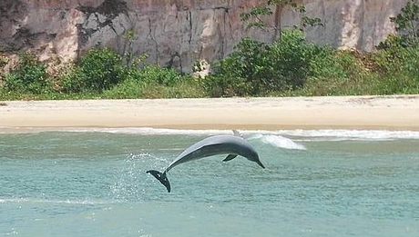 Atrações em Pipa - Baía dos Golfinhos